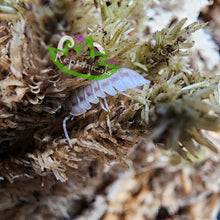 Load image into Gallery viewer, Armadillidium nasatum isopod Reptanicals