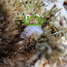 Load image into Gallery viewer, Armadillidium nasatum isopods for sale Reptanicals