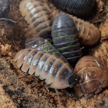 Load image into Gallery viewer, Armadillidium vulgare Punta Cana Reptanicals