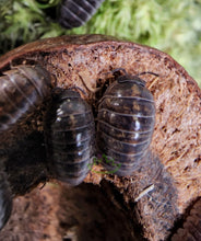 Load image into Gallery viewer, Wild type A. Vulgare isopods for sale