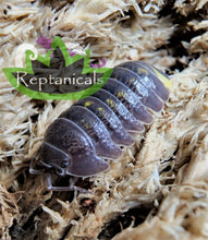 Load image into Gallery viewer, Armadillidium granulatum Isopod Reptanicals
