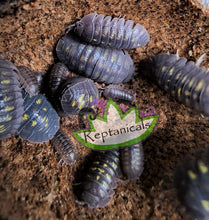 Load image into Gallery viewer, Armadillidium granulatum Isopods Reptanicals