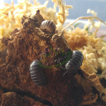 Load image into Gallery viewer, Armadillidium vulgare isopods Reptanicals.com