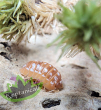 Load image into Gallery viewer, Armadillidium werneri Orange Isopod for sale Reptanicals