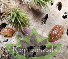 Load image into Gallery viewer, Armadillidium werneri Orange Isopods bioavtive Reptanicals