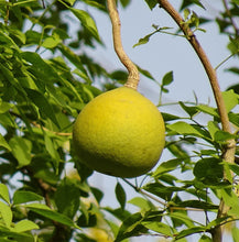 Load image into Gallery viewer, Bell Cup