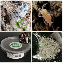 Load image into Gallery viewer, Dairy Cow Isopods Powder Orange Isopods