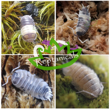 Load image into Gallery viewer, Dairy Cow isopods Dalmatian Isopods Oreo Crumble isopods Panda King Isopods isopod bundle