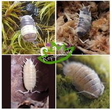 Load image into Gallery viewer, Panda King Isopod Oreo Crumble isopod Powder White Isopod Dalmatian Isopod