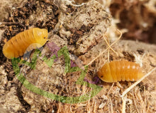 Load image into Gallery viewer, Blonde Ducky isopods on cork bark