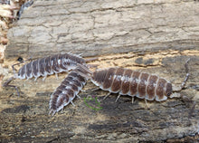 Load image into Gallery viewer, P. hoffsmannseggi isopods on cork bark