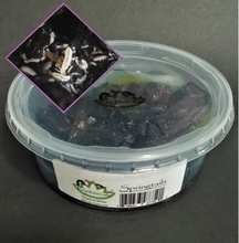 Load image into Gallery viewer, Charcoal Tropical Springtails Reptanicals