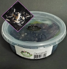 Load image into Gallery viewer, Charcoal Tropical Springtails Reptanicals