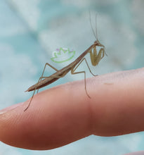 Load image into Gallery viewer, L4-L5 Chinese Praying Mantis Nymph