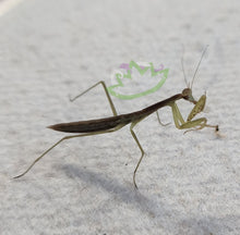 Load image into Gallery viewer, L4 Chinese Praying Mantis eating a golden Hydei fruit fly Reptanicals