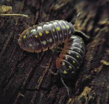 Load image into Gallery viewer, Clown isopods on cork bark