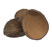 Load image into Gallery viewer, coconut half reptanicals