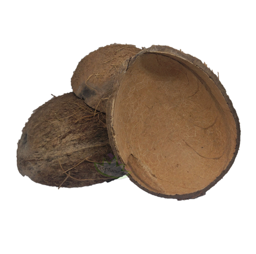 coconut half reptanicals