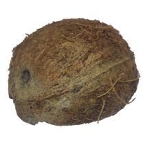Load image into Gallery viewer, coconut half reptanicals