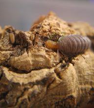 Load image into Gallery viewer, Little Sea Isopods Cubaris murina adult with papaya babies Reptanicals