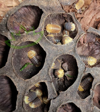 Load image into Gallery viewer, Mixed Ducky Isopods Cubaris sp. Rubber Ducky, Pink Ducky, Blonde Ducky