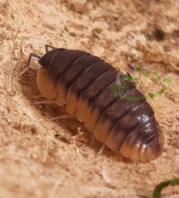 Load image into Gallery viewer, Cubaris Red Edge Red Skirt isopod for sale