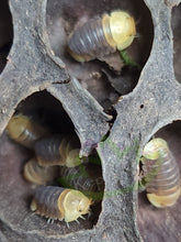 Load image into Gallery viewer, Cubaris sp. Rubber Ducky Isopods