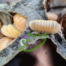 Load image into Gallery viewer, Cubaris murina Papaya Isopod Species Reptanicals
