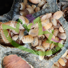 Load image into Gallery viewer, Cubaris murina Papaya Isopod Culture Reptanicals