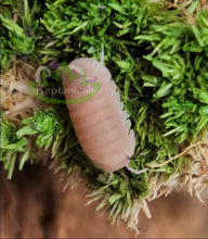 Load image into Gallery viewer, Cubaris murina Papaya Isopods for sale