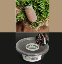 Load image into Gallery viewer, Cubaris murina Papaya Isopods for sale with springtails
