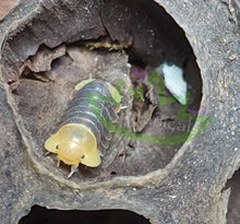 Load image into Gallery viewer, Front view of Rubber ducky Isopod in lotus pod