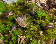 Load image into Gallery viewer, Red Edge cubaris sp colony on moss Reptanicals