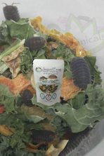 Load image into Gallery viewer, Cubaris murina isopods eating Isopod Feast