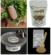 Load image into Gallery viewer, Cubaris murina Papaya Isopod kit for sale