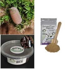 Load image into Gallery viewer, Cubaris murina Papaya Isopods for sale with Springtails and Springtail Feast Reptanicals Kits