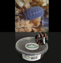 Load image into Gallery viewer, Little Sea Isopods (Cubaris murina) : U-Pick Bundle