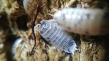 Load image into Gallery viewer, Dairy Cow Isopod