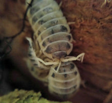 Load image into Gallery viewer, Dairy Cow Isopod