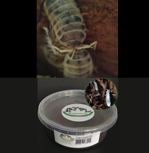 Load image into Gallery viewer, Dairy Cow Isopods for sale Reptanicals with Tropical Springtails