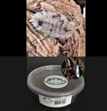 Load image into Gallery viewer, Dalmatian isopods for sale Reptanicals Porcellio scaber spotted Tropical White Springtails