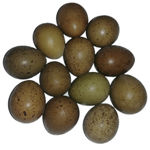 Load image into Gallery viewer, Full Dozen 12 Button Quail Eggs Reptanicals