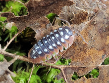 Load image into Gallery viewer, Dubrovnik isopod clean up crew on Oak leaf and moss