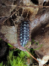Load image into Gallery viewer, Dubrovnik isopods for sale Reptanicals