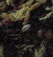 Load image into Gallery viewer, Dwarf White Isopod