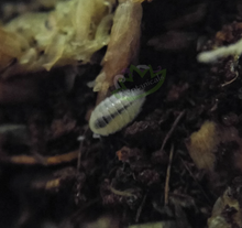Load image into Gallery viewer, Mourning Gecko Feeder Pack (Live Bio-active Kit)