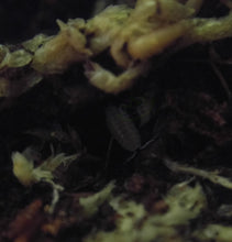 Load image into Gallery viewer, Dwarf white isopod under moss Reptanicals