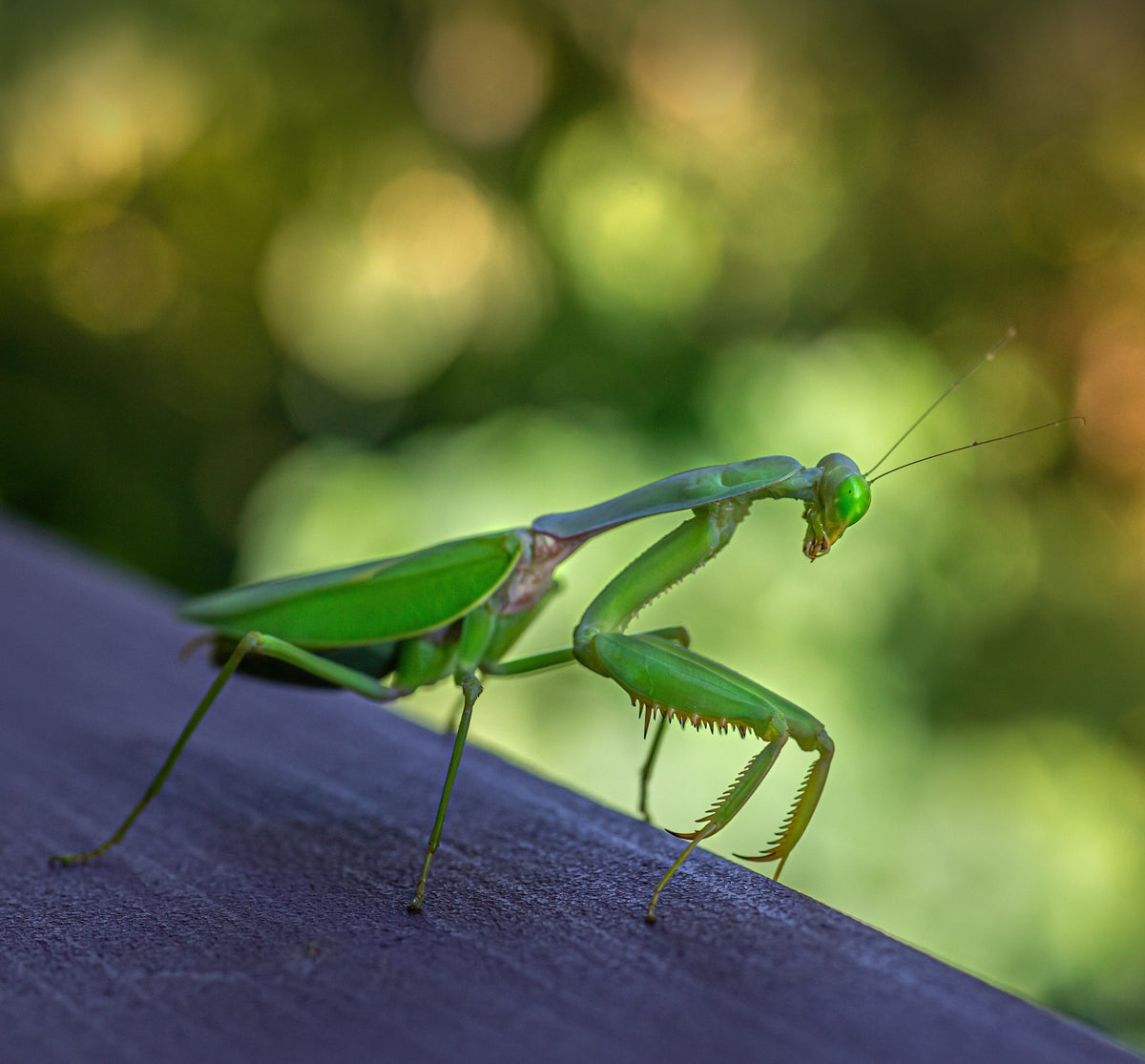 European Praying Mantis L4-L5 – Reptanicals