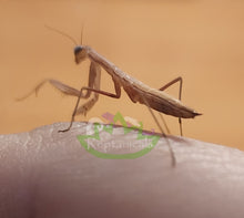 Load image into Gallery viewer, European Praying mantis nymph