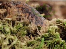 Load image into Gallery viewer, Female calico Porcellio scaber Isopod